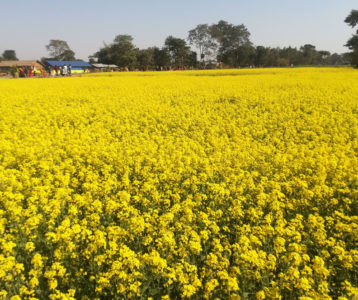 तीन हजार ३४ मेट्रिक टन तोरी उत्पादन