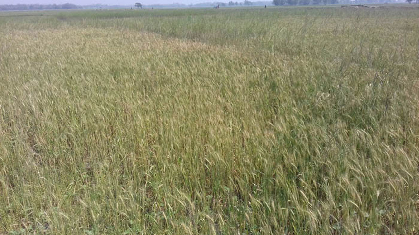 किसानको मागअनुसार गहुँको बीउ छैन