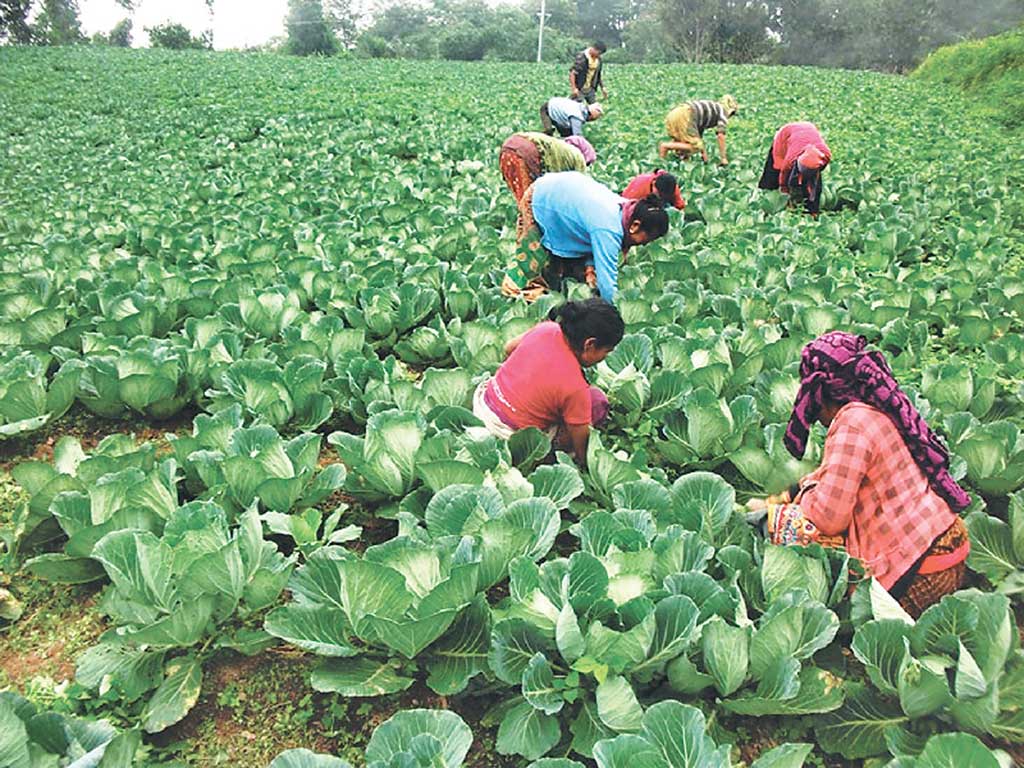 तरकारी बेच्ने ठाउँ नहुँदा पीडामा किसान