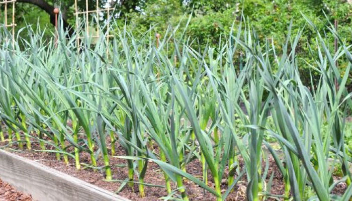 भूमेमा ४३ क्विन्टल लसुनको बीउ रोपियो, कृषकलाई ५० प्रतिशत अनुदान