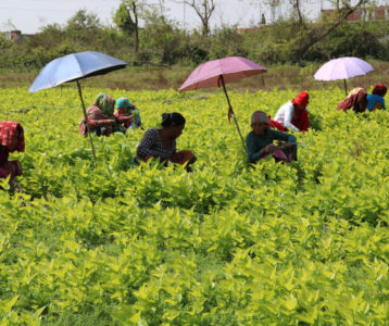 रेशमखेती हराएपछि पशुको आहारा बन्यो किम्बु