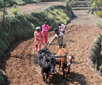 मकै खेती विस्तार गर्न किसानलाई अनुदान