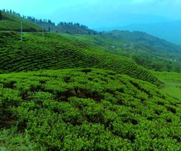 चियाखेती गर्दै ऋषिङ गाउँपालिका