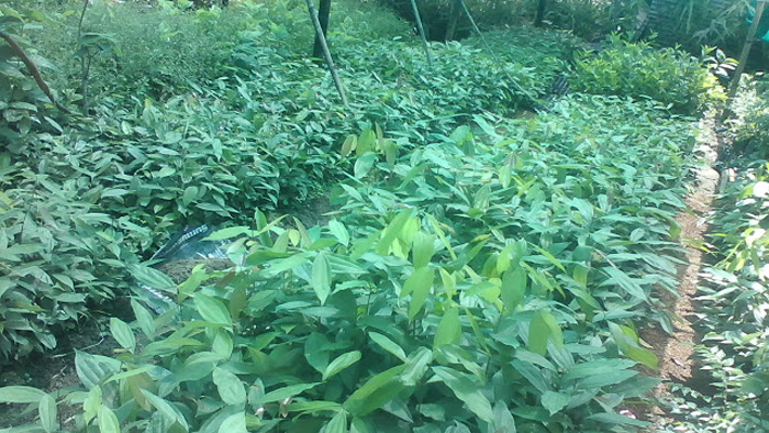 ११ वटै वडामा ६५ हजार फलफूलका बिरुवा वितरण गरिने