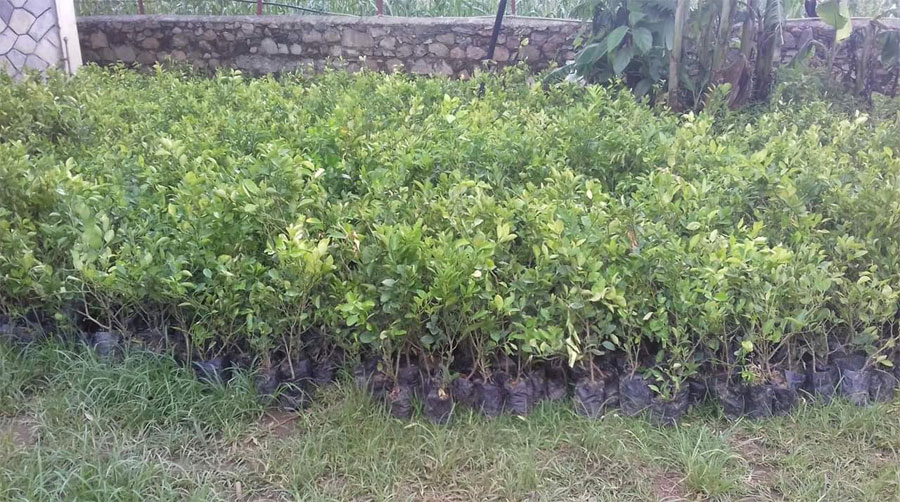 पर्वतका खेतीयोग्य जमिन बाँझो बन्दै गएपछि कागतीखेती अभियान सुरु