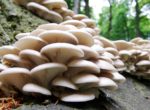 जङ्गली च्याउ खाँदा ११ जना बिरामी