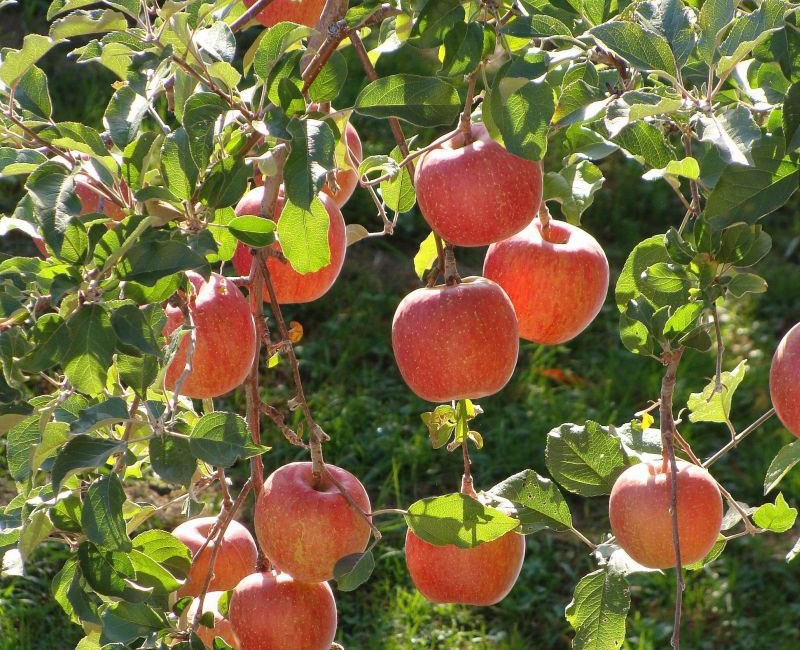 चैतमा लगाइएको स्याउ असारमै फलेपछि….