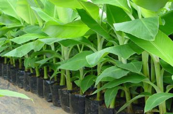 पालिकाले दियो किसानलाई अनुदानमा फलफूलका विरुवा