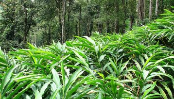 अलैची टिुमर लगायतका ३१ हजार विरुवा रोपियो