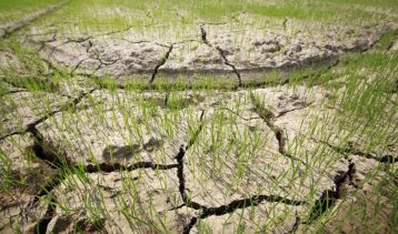 खडेरीका कारण ओखलढुंगाका किसानले धान रोप्न पाएनन्