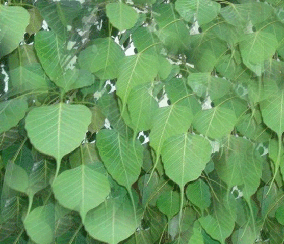 हरहर महादेव, पानी देऊदेऊ