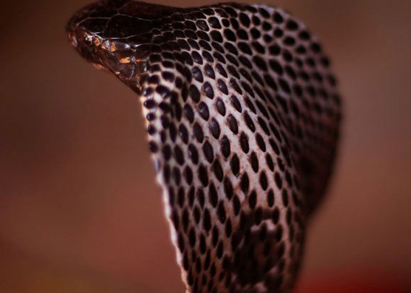 सर्पले डसेर बालकको मृत्यु