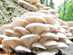 च्याउ खाँदा आमाको मृत्यु, छोरो सिकिस्त