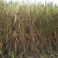गरिमा वर्णशङ्कर जातको धानमा बाला नै लागेन
