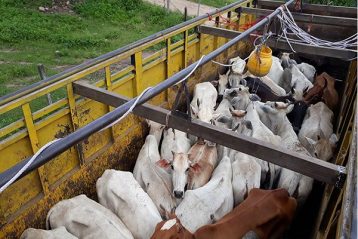 अवैध ढङ्गबाट ल्याइएको गोरु नाका कटाइदिने तीन प्रहरी जिम्मेवार मुक्त