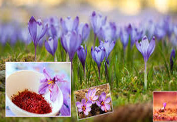 पूर्वी नेपालमा केसर खेतीको परीक्षण