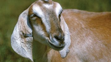 तिहारमा कैदीबन्दीका लागि वडाध्यक्षको खसी