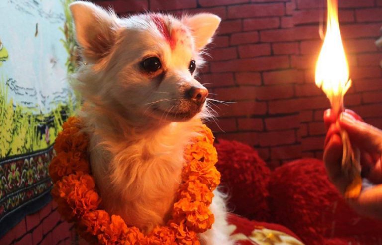आज तिहारको तेस्रो दिन : नरक चतुर्दशी, कुकुर तिहार आज तिहारको तेस्रो दिन : नरक चतुर्दशी, कुकुर तिहार
