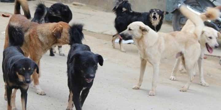बौलाहा कुकुरको आतङ्क, २५ जना घाइते