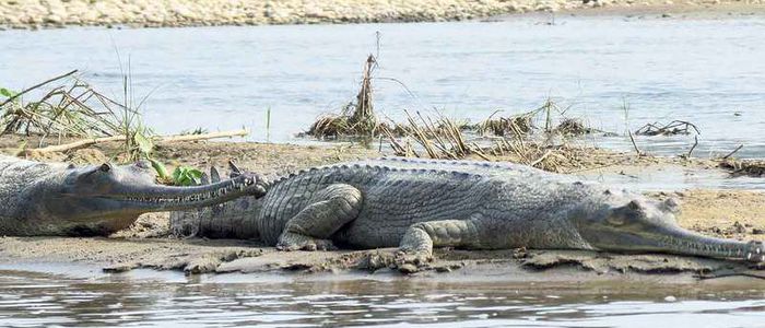 माछा मार्न गएका युवकलाई गोहीले मार्यो