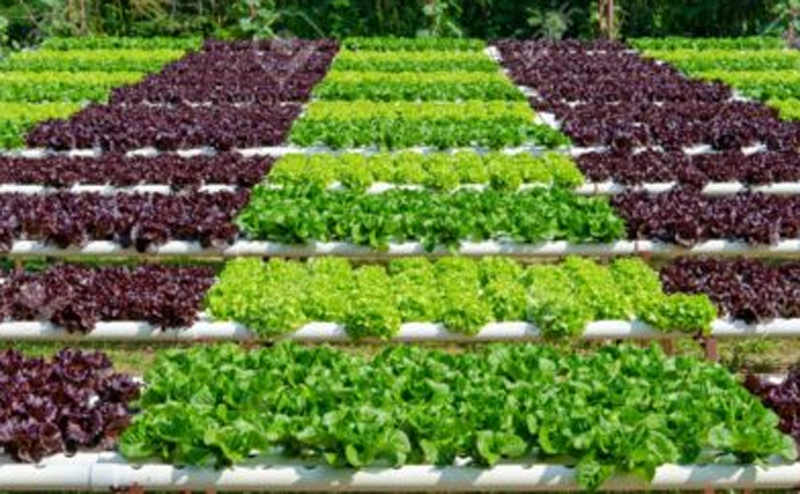 प्रदेश सरकारले आधुनिक प्रविधिको ‘हाइटेक नर्सरी’ सञ्चालन गर्दै