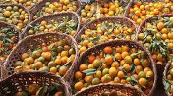 सुन्तलाखेतीबाट मनग्य आम्दानी गर्दै कृषक
