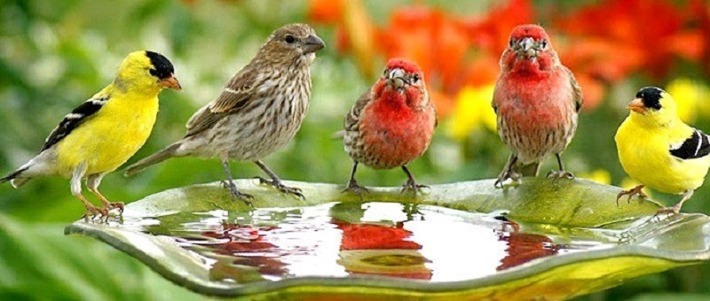 ‘छिमेकी चरा’ एपमार्फत  चरा गणना, कसरी गरिन्छ त एपमार्फत चरा गणना ?