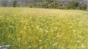रैथाने अन्नबाली र कृषि जैविक विविधताको संरक्षणमा चासो