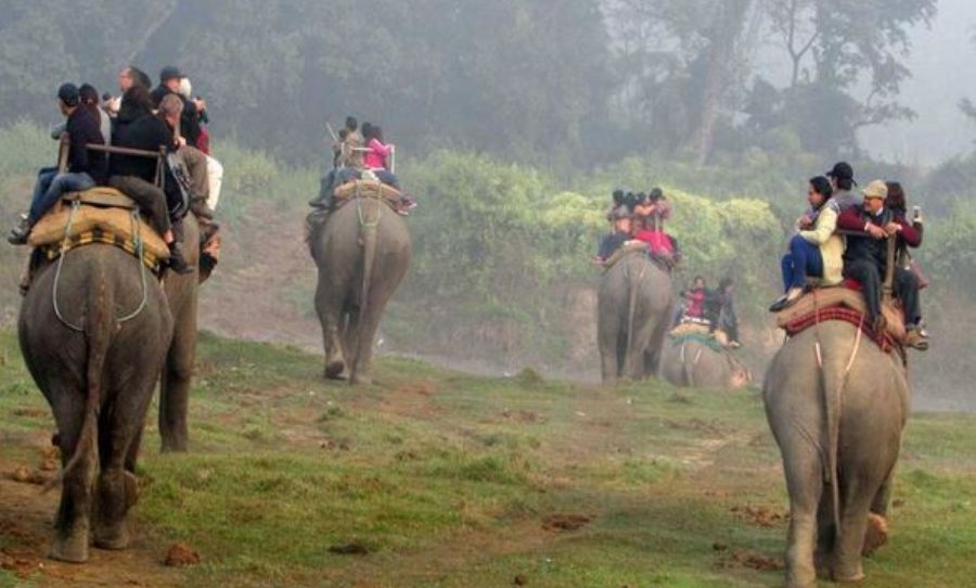 सौराहामा आउने पर्यटकलाई रात्रिकालीन सफारी सहित चेपाङ खाना