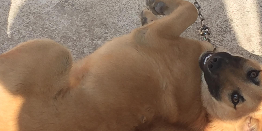 अध्यक्ष डा. बाबुराम भट्टराईको कुकुरले रामदेवलाई योगा सिकाउने !