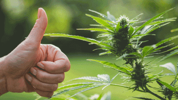 New Jersey vaoters approve recreational marijuana