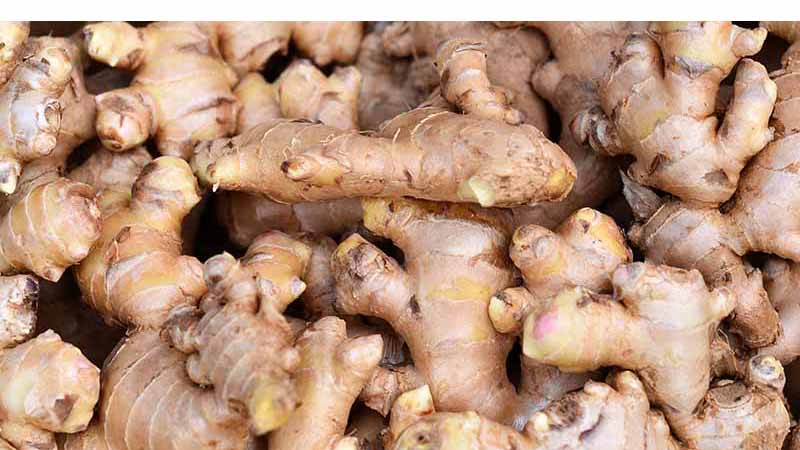 गतवर्षकै भाउमा अदुवा पाएपछि किसान हर्षित
