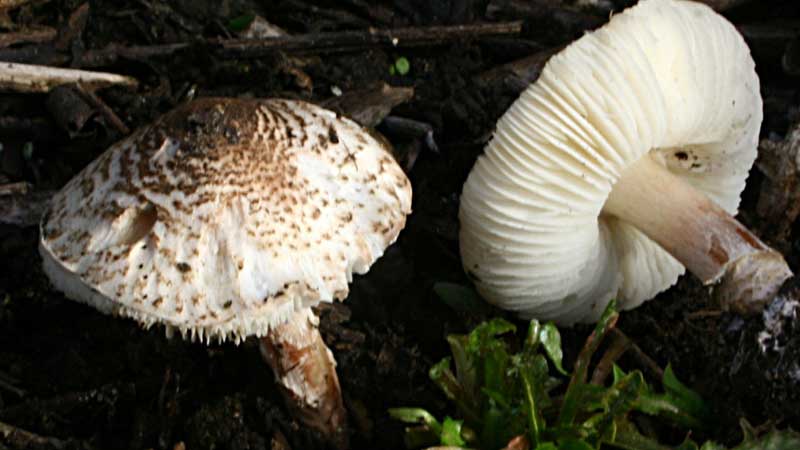 विषालु च्याउ खाँदा ११ जना अस्पताल भर्ना