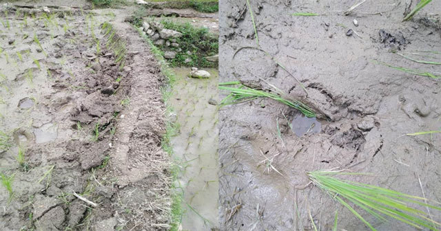 पर्वतमा अचम्मैको अपराध, धानवालीमा यस्तो विध्वंश