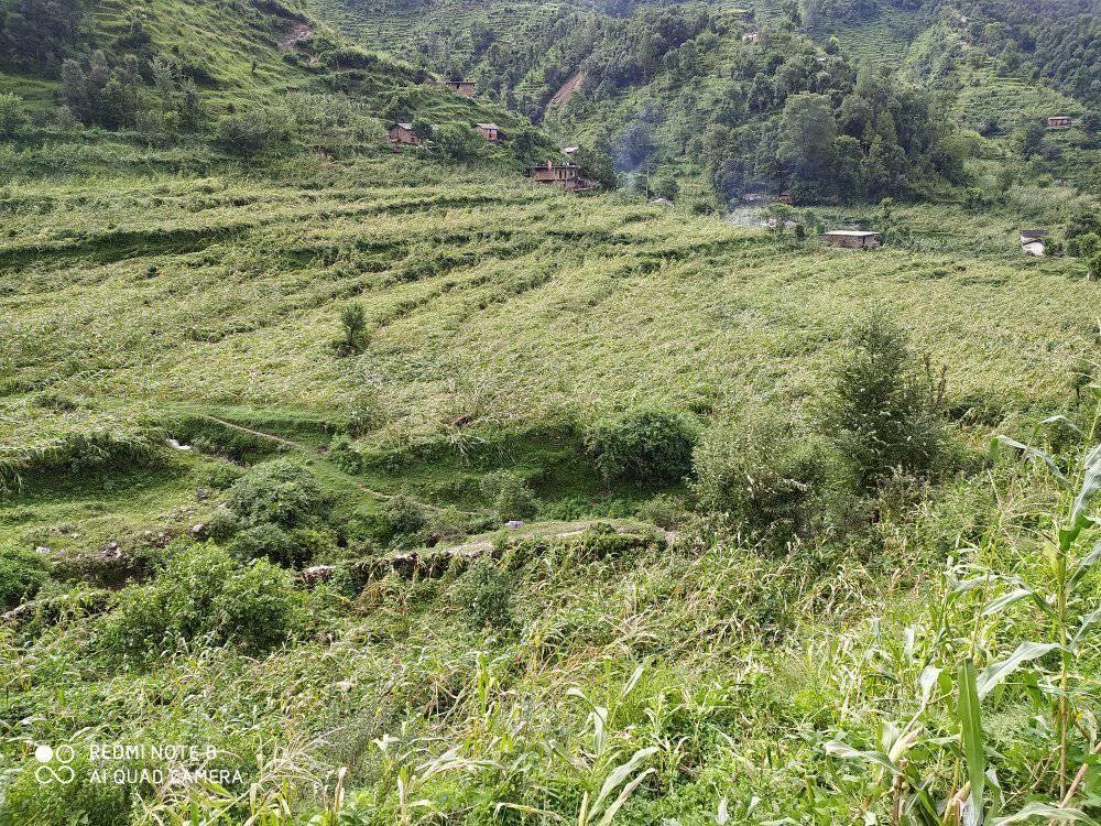 हुरीले मकैबालीमा क्षति