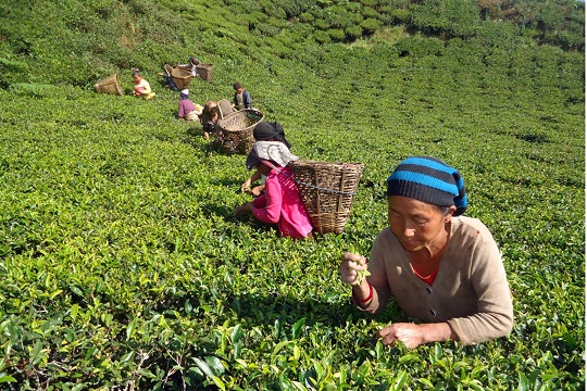 नेपाली व्यापारिक चिह्नसहित अर्थोडक्स चियो विश्व बजारमा, १२ चिया उद्योगले पाए ट्रेडमार्क प्राप्त