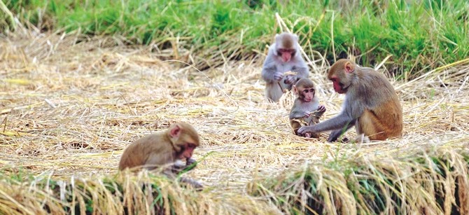 बाँदर धपाउन कर्मचारी नियुक्त गर्दै पालिका