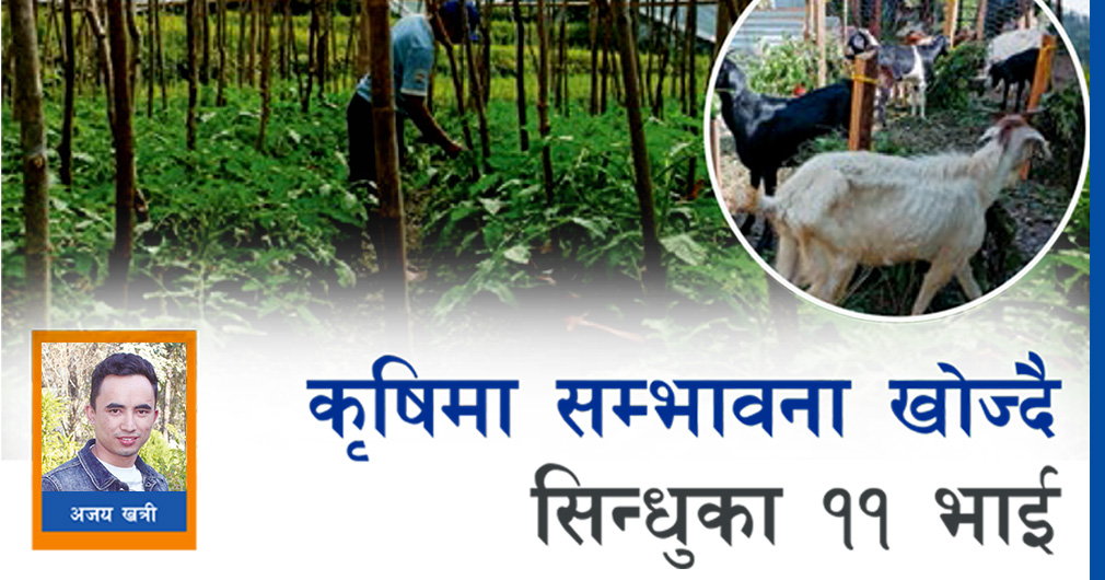 कृषिमा सम्भावना खोज्दै सिन्धुका ११ भाई