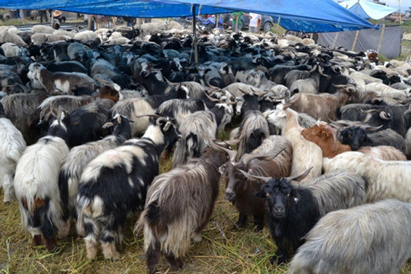 च्याङ्ग्राको मुल्य महँगिदा व्यापारमा ह्रास