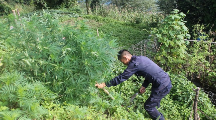 लुकाएर रोपेको चालिस हजार गाँजाको बिरुवा नष्ट