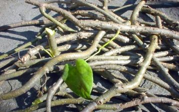 चुत्रो र गुर्जो सङ्कलन गर्न किसानलाई भ्याइनभ्याइ