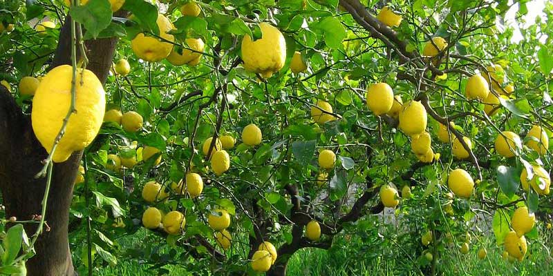 धान छाडेर व्यवसायिक कागती खेतीतिर यी तीन नगरपालिकाका किसान