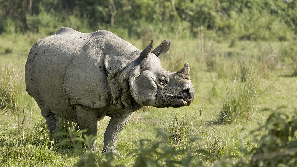 गैँडाको आक्रमणमा परी एक महिला घाइते