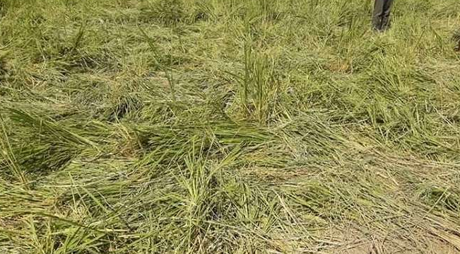 पर्खाल भत्किदा जङ्गली जनावरबाट अन्नबाली नष्ट