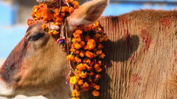 तिहारको चौँथो दिन आज गोरु, गोवर्द्धन र हली पूजा