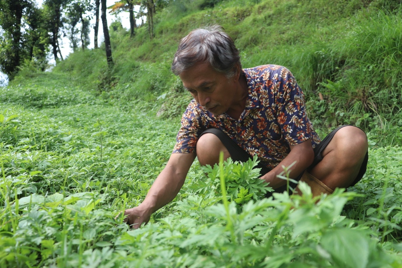 होटल व्यवसाय छाडेर तीतेपाती खेतीमा व्यस्त