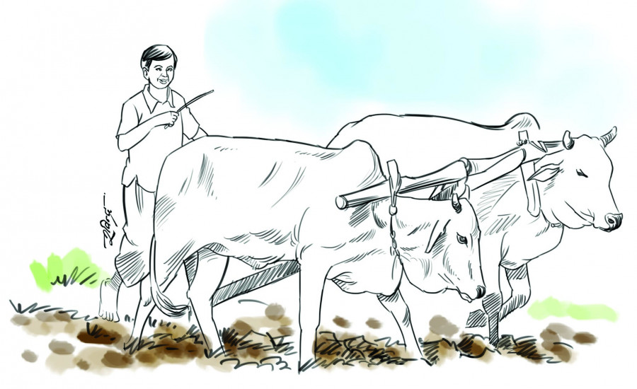 किसानलाई आधुनिक औजार भन्दा हलो नै महत्व