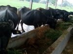 पशु चौपायमा कृत्रिम गर्भाधान पशु चौपायमा कृत्रिम गर्भाधान