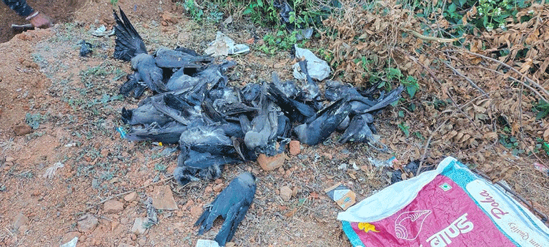 कोरोना कहर नसकिँदै भारतमा थपियो, बर्डफ्लुको संक्रमण