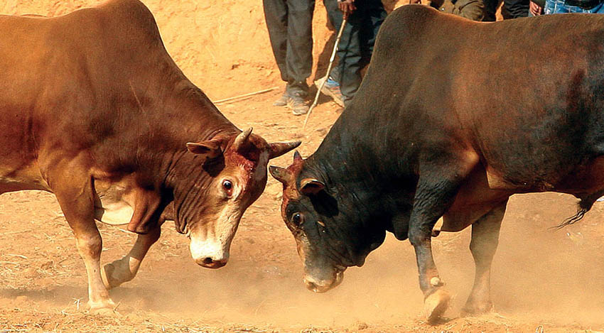 नुवाकोटमा माघे सङ्क्रान्तिको दिन ३१ हल गोरु जुधाइने